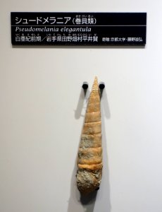 Pseudomelania elegantula - National Museum of Nature and Science, Tokyo - DSC06999