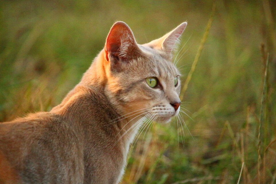 Mackerel tiger cat sun