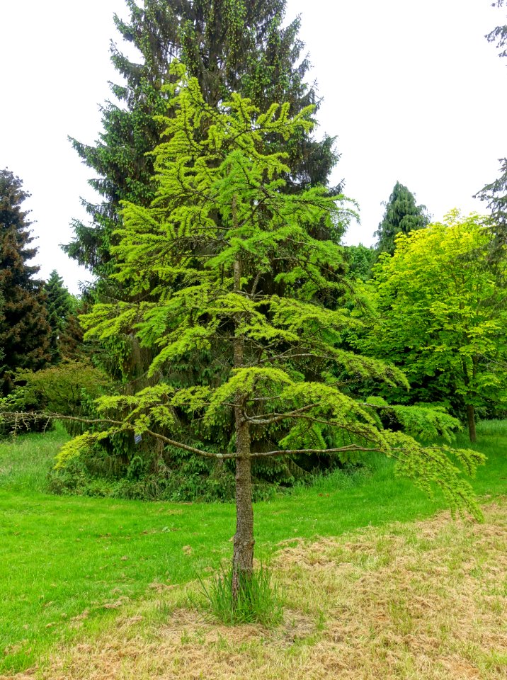 Pseudolarix amabilis - Hillier Gardens - Romsey, Hampshire, England - DSC04385