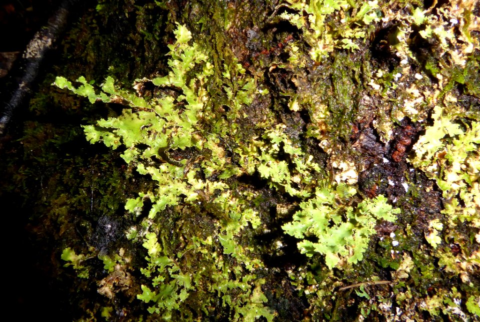 Pseudocyphellaria glabra by Peter de Lange