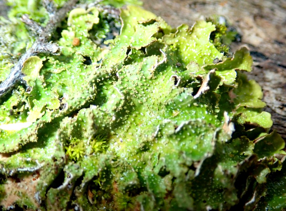 Pseudocyphellaria wilkinsii 40901995