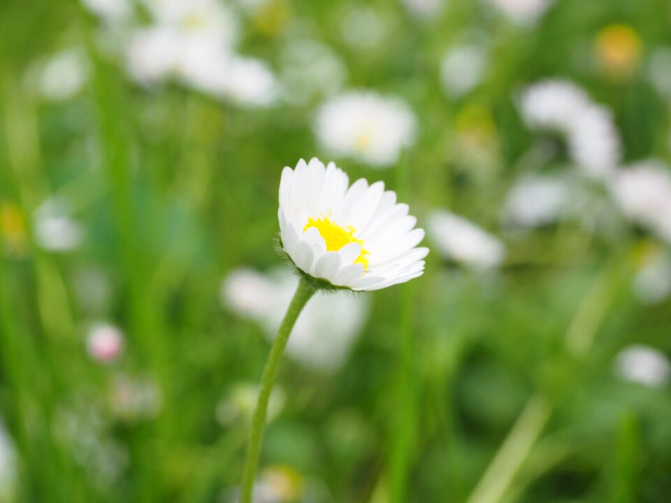 Bloom white bellis philosophy