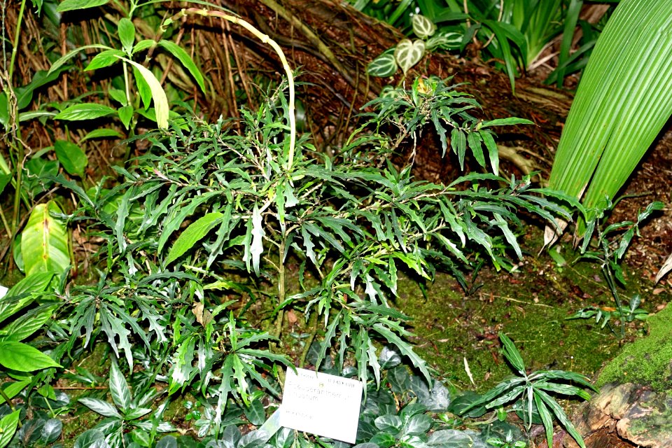 Pseuderanthemum longifolium (Pseuderanthemum sinuatum) - Flora park - Cologne, Germany - DSC00739