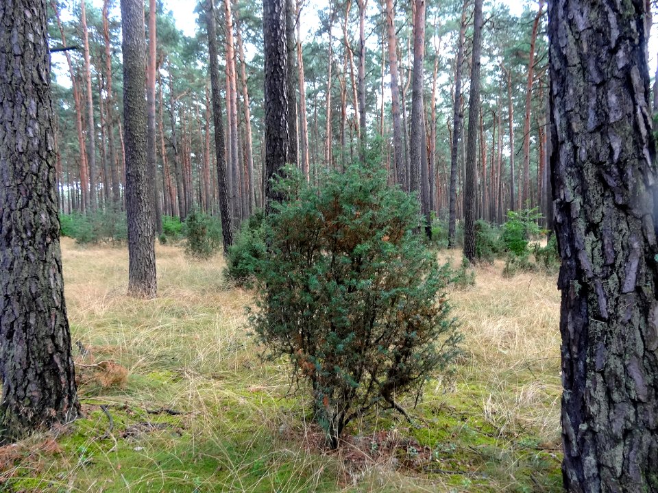 Puszcza Bydgoska Stryszek 3 08-2014