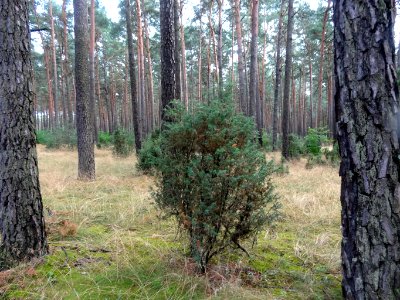 Puszcza Bydgoska Stryszek 3 08-2014
