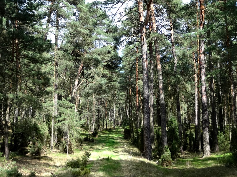 Puszcza Bydgoska rezerwat Lazyn 29 4-2015