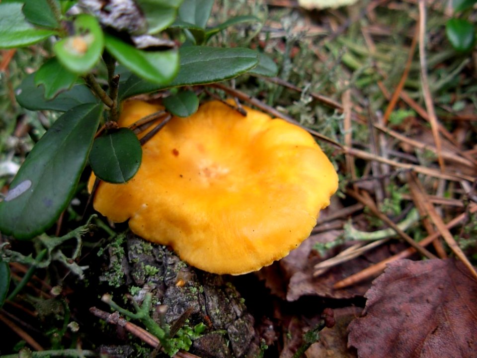 Puszcza Bydgoska - pieprznik jadalny
