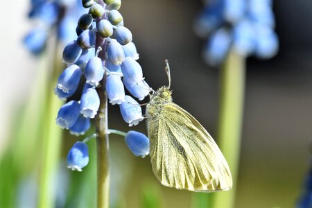 Insect yellow close up
