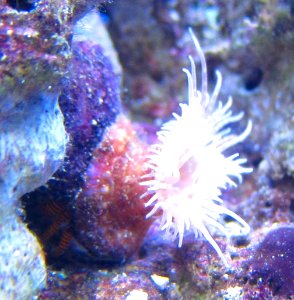 Pseudocorynactis, Waikiki Aquarium