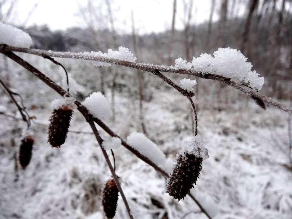 PuszczaBydgoska snow7 01-2015