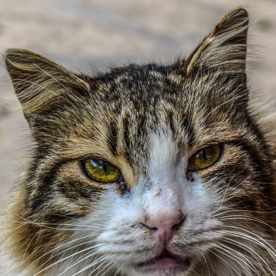 Sad hungry animal
