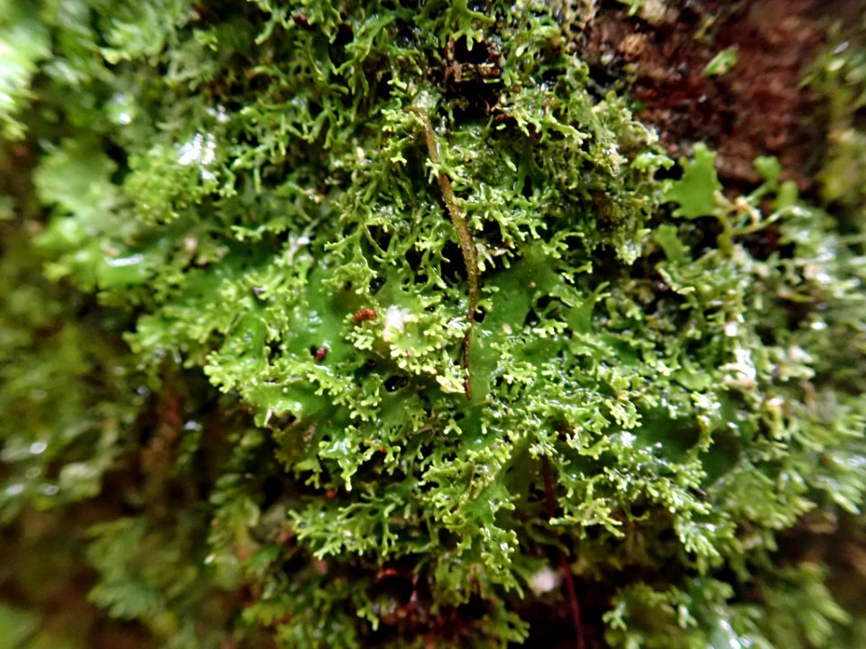 Pseudocyphellaria multifida 61419364