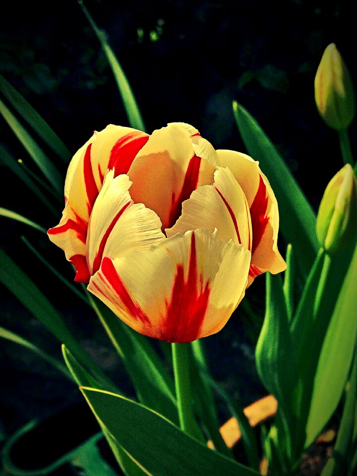 Spring nature colorful