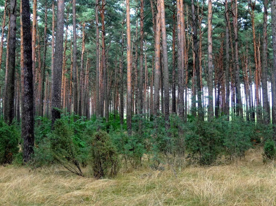 Puszcza Bydgoska Stryszek 6 08-2014