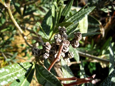 Pseudomonas syringae pv. savastanoi bacterial gall on Nerium Oleander, Coín, Spain photo