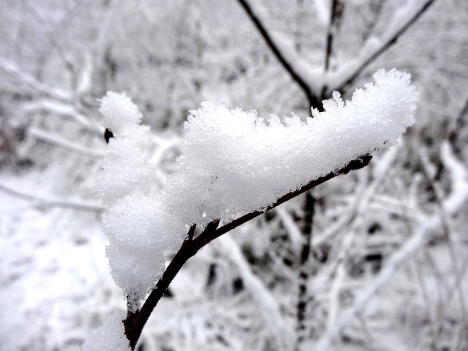PuszczaBydgoska snow8 01-2015