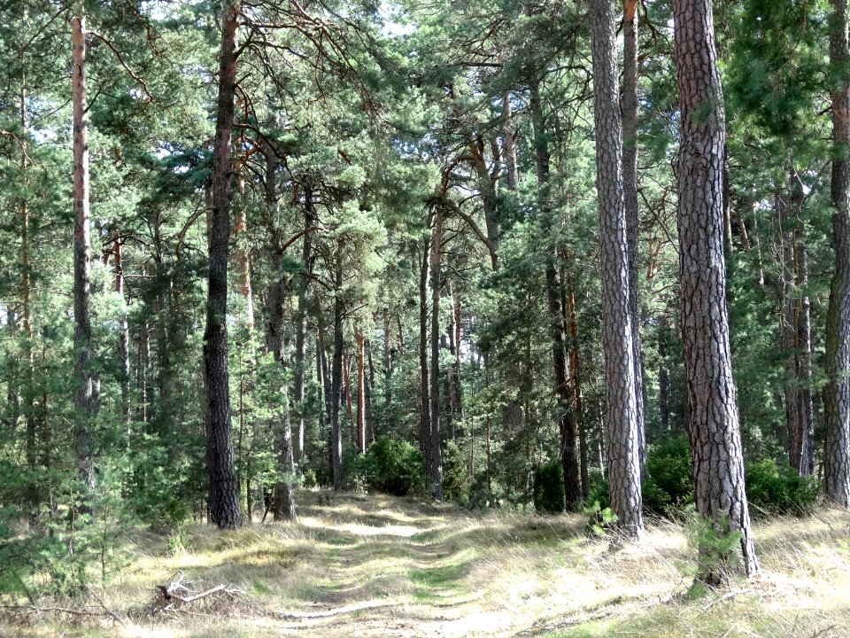 Puszcza Bydgoska rezerwat Lazyn 26 4-2015