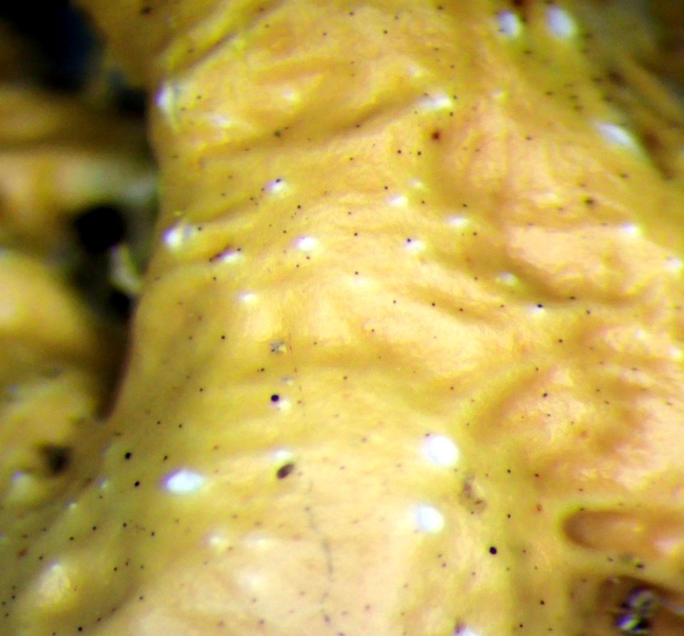Pseudocyphellaria wilkinsii 95447098