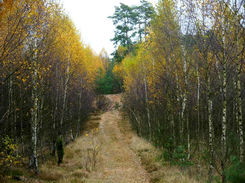 Puszcza Bydgoska 10-2012a