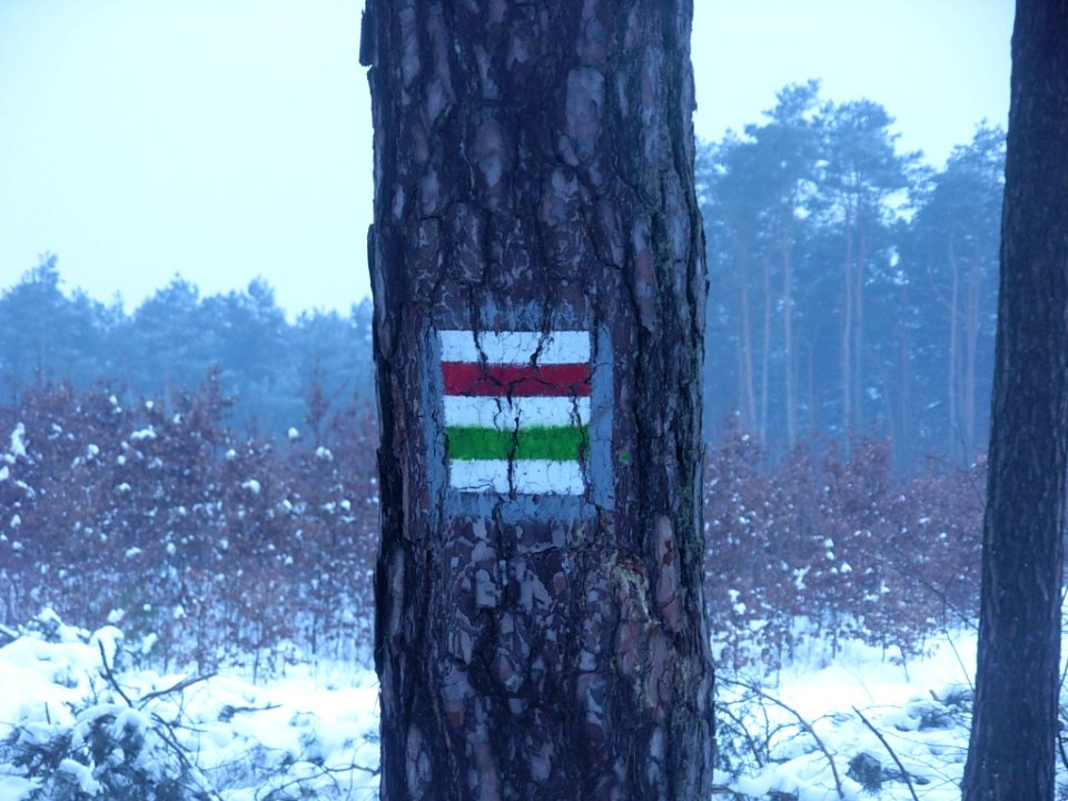 Puszcza Bydgoska szlak zima 01-2013