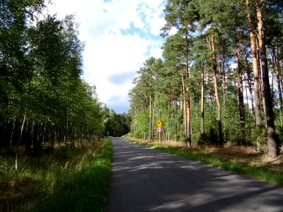 PuszczaBydgoska k Dabrowy 4 7-2015
