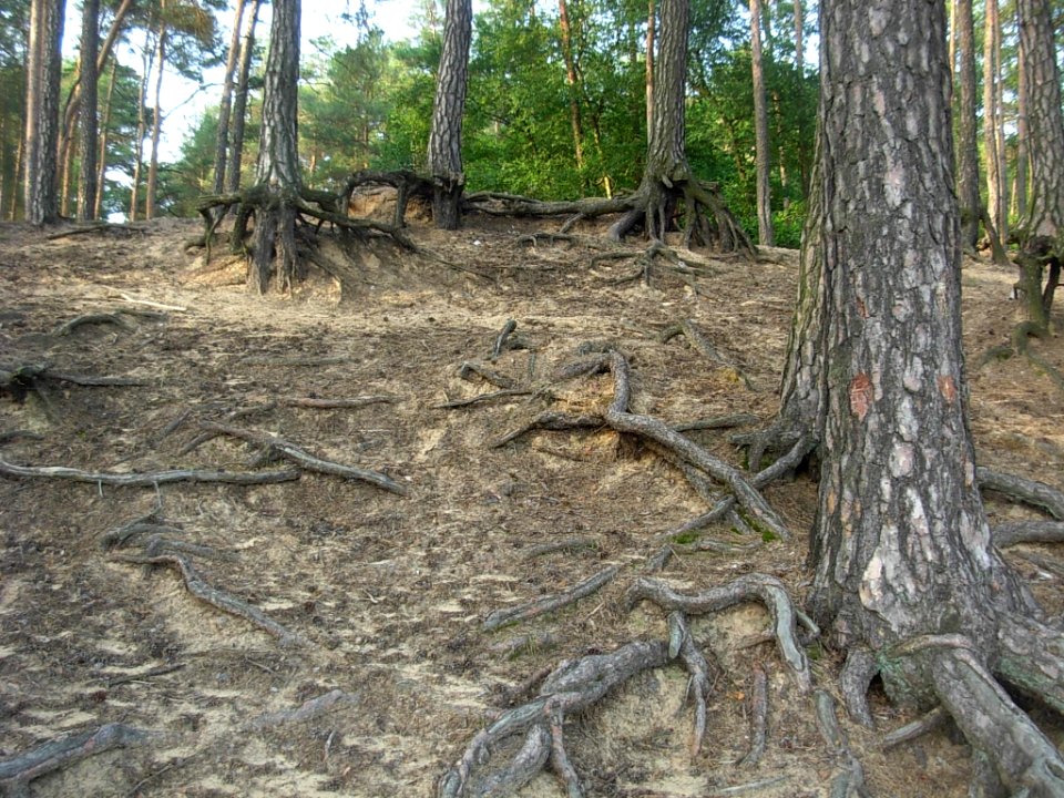 Puszcza Bydgoska 07-2012 korz