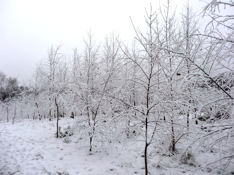 PuszczaBydgoska snow10 01-2015