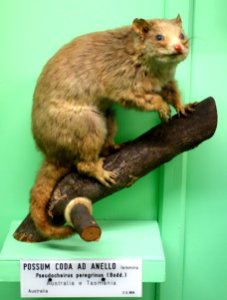 Pseudocheirus peregrinus (female) - Museo Civico di Storia Naturale Giacomo Doria - Genoa, Italy - DSC03036