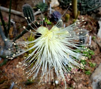 Pseudobombax ellipticum - Krohn Conservatory - DSC03530