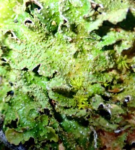 Pseudocyphellaria wilkinsii 40901999