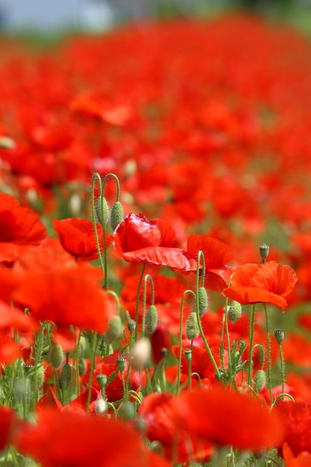 Flowers bloom red