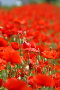 Flowers bloom red