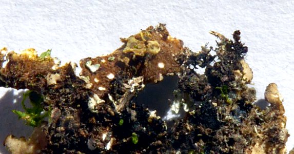 Pseudocyphellaria haywardiorum2 by Peter de Lange