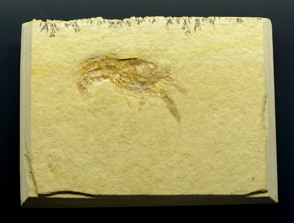 Pseudodastacus postulosus - Museum fur Naturkunde, Berlin - DSC09993