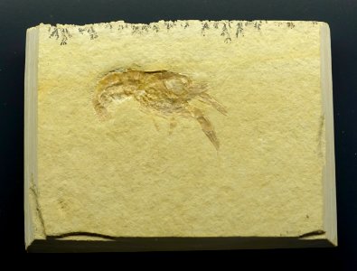 Pseudodastacus postulosus - Museum fur Naturkunde, Berlin - DSC09993