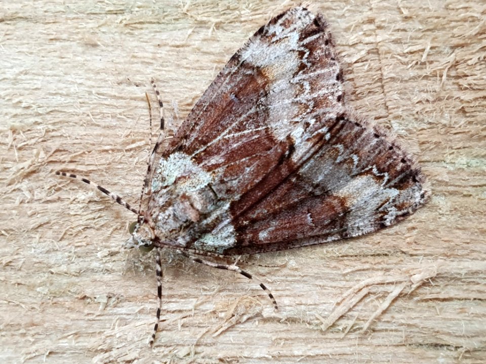 Pseudocoremia suavis 60111405