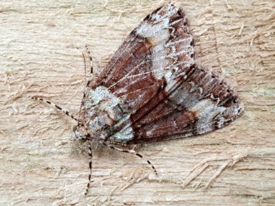 Pseudocoremia suavis 60111405