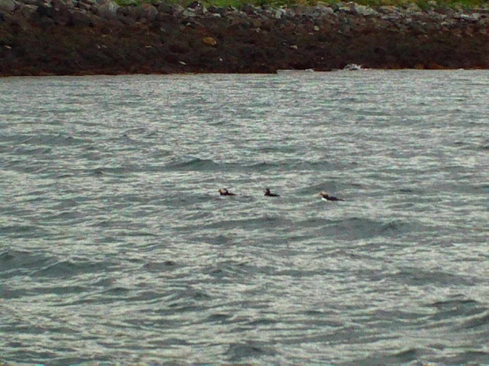 Puffins outside Reykjavik