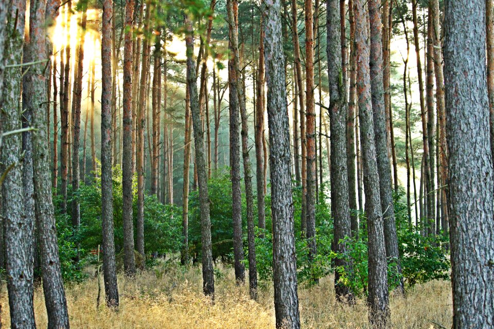 Pine nature sun