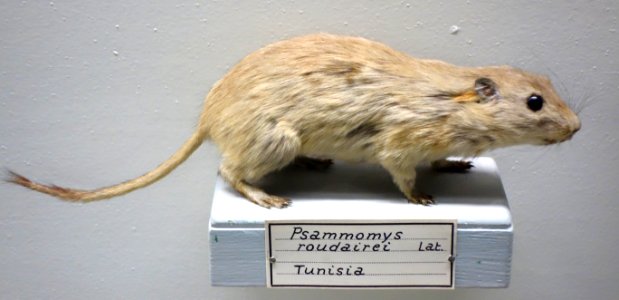 Psammomys obesus roudairei (Psammomys roudairei) - Museo Civico di Storia Naturale Giacomo Doria - Genoa, Italy - DSC02815