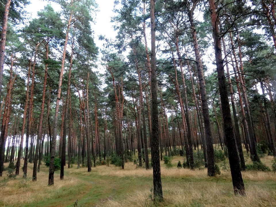 Puszcza Bydgoska Stryszek 5 08-2014