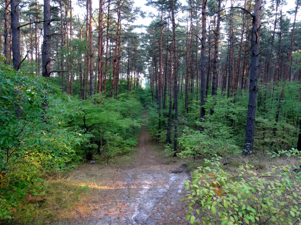 PuszczaBydgoska Wyzyny3 9-2015