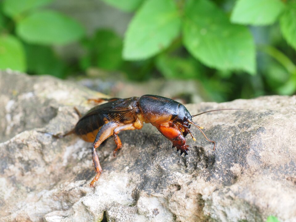 European mole cricket common mole cricket gryllotalpa gryllotalpa