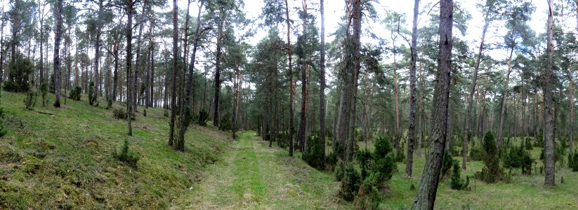 Puszcza Bydgoska rezerwat Lazyn 1 4-2015