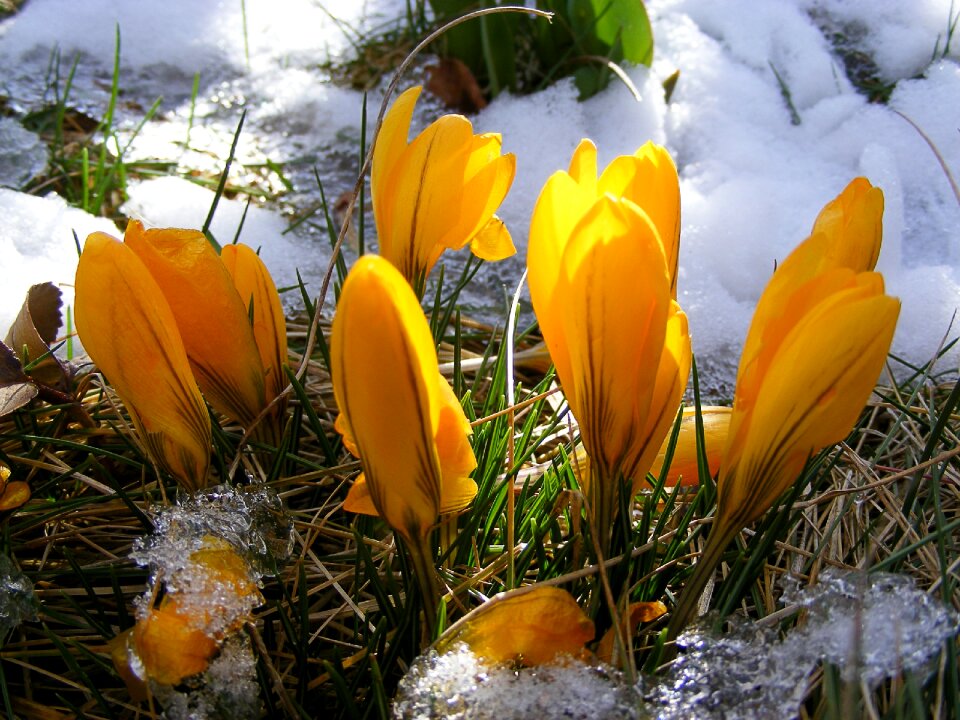 Spring flowers bloom