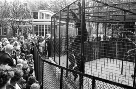 Publiek bij het nieuwe groepsverblijfhuis met chimpansees, Bestanddeelnr 924-5517