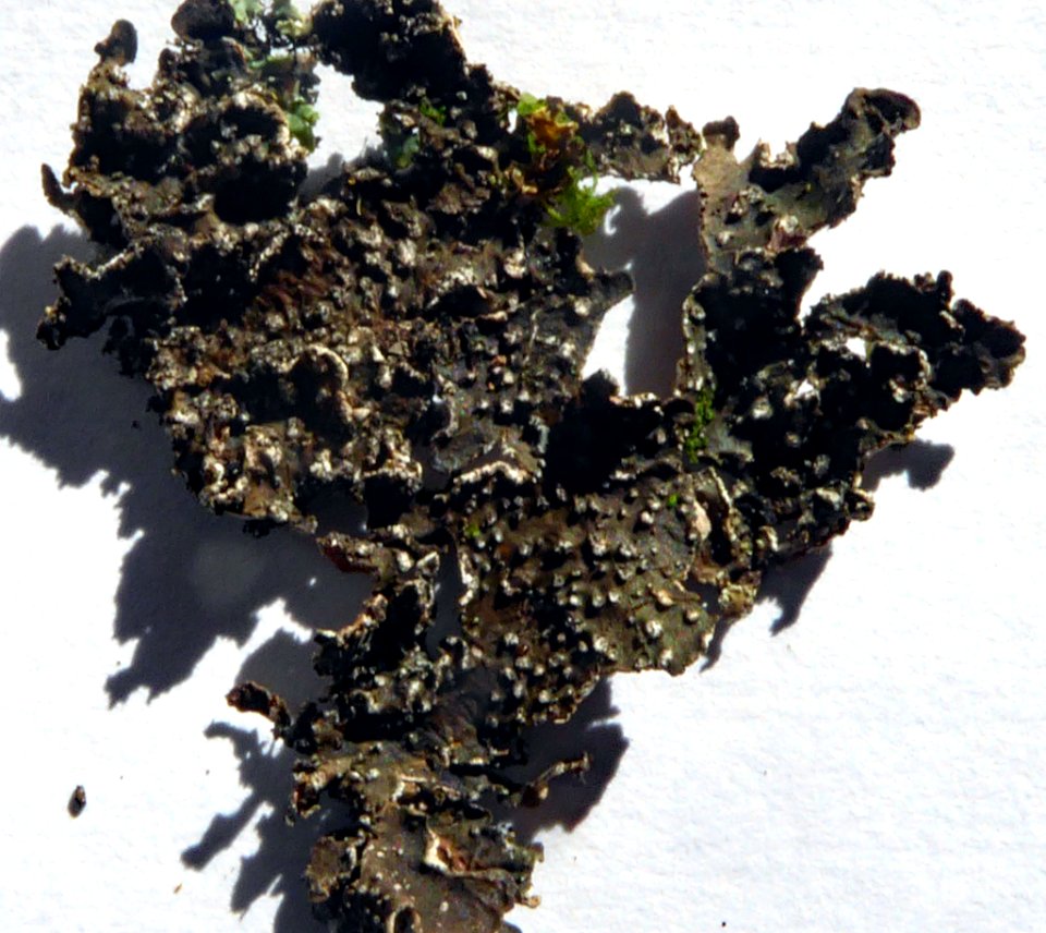 Pseudocyphellaria haywardiorum3 by Peter de Lange