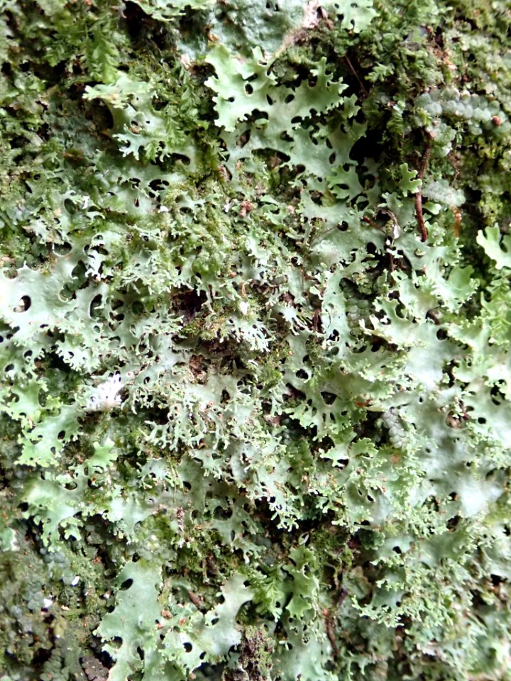 Pseudocyphellaria multifida 61419040