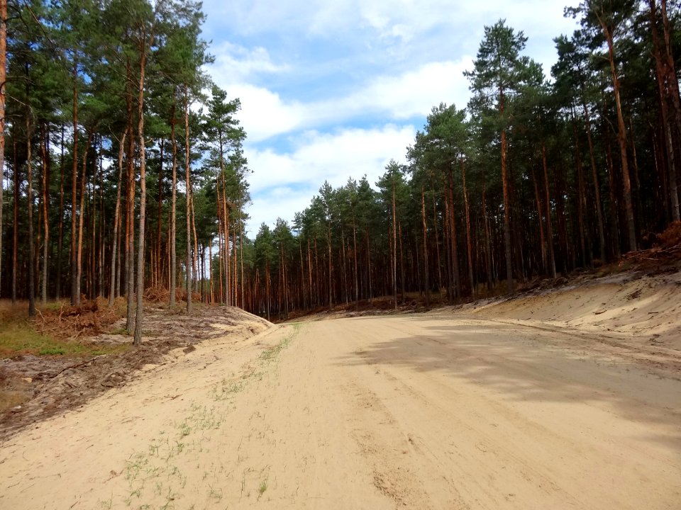 Puszcza Bydgoska 1 08-2014