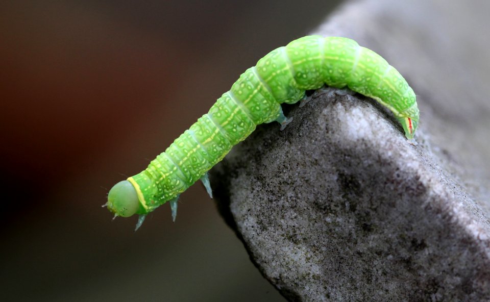Pseudoips prasinana - Buchen-Kahneule